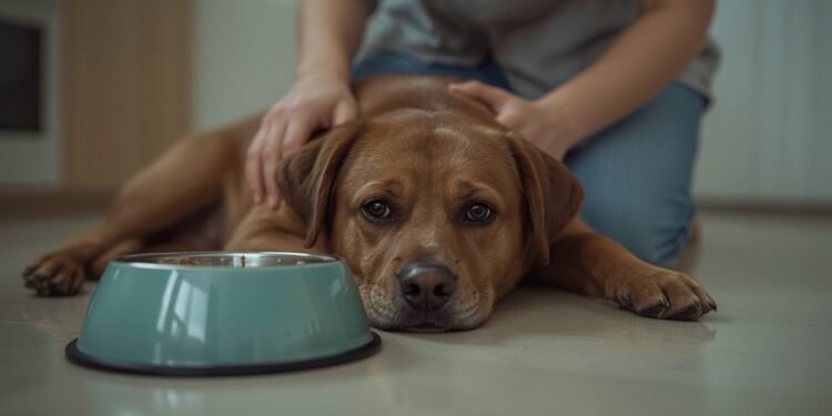 Wenn der Hund sein Futter verweigert: Ursachen und Lösungen