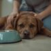 Wenn der Hund sein Futter verweigert: Ursachen und Lösungen